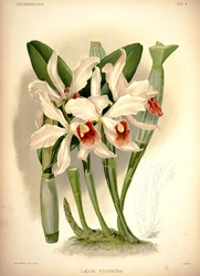 Cattleya × permetezett